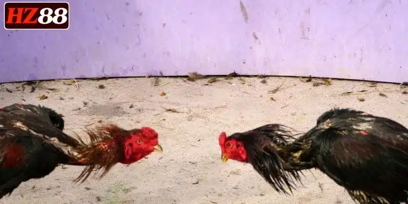 dat-cuoc-da-ga-hz88-sieu-de