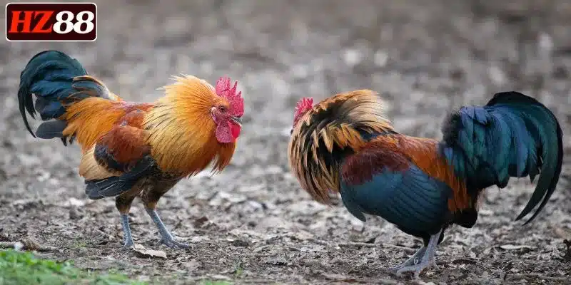 theo-doi-da-ga-hz88-net-cang