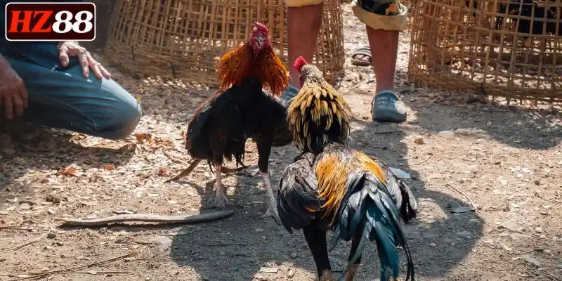 xem-truc-tiep-da-ga-cua-dao-sac-net